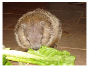 Wildlife Rehab